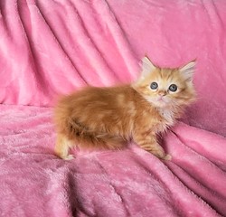 ragdoll kitten Skittles