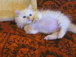 ragdoll kitten Jelly Belly Munchkin Doll