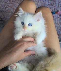 ragdoll kitten Ronald Weezley