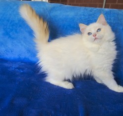 ragdoll kitten Cliffy