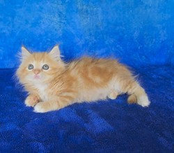 ragdoll kitten Skittles