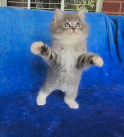 ragdoll kitten Moose Tracks