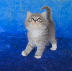 ragdoll kitten Moose Tracks
