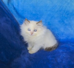 ragdoll kitten Pickles