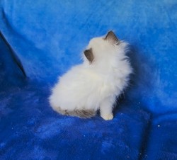 ragdoll kitten Pickles