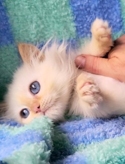 ragdoll kitten Nugget