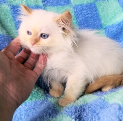ragdoll kitten Nugget