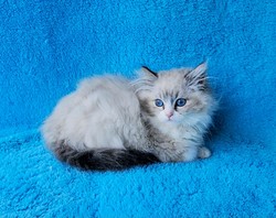 ragdoll kitten Lucas