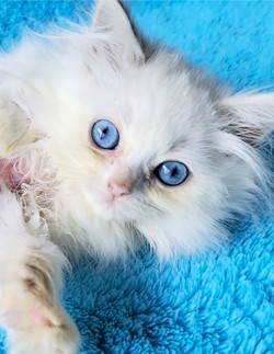 ragdoll kitten Piper