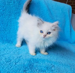 ragdoll kitten Piper