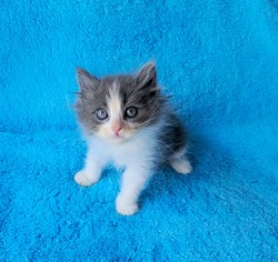 ragdoll kitten Chunky Monkey