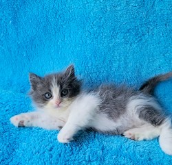 ragdoll kitten Chunky Monkey