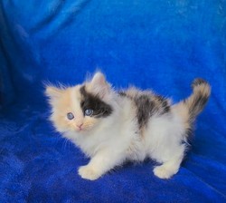 ragdoll kitten Calico Girl