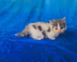 ragdoll kitten Calico Munchkin
