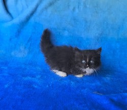 ragdoll kitten Milo