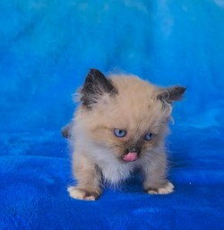 ragdoll kitten Zarek