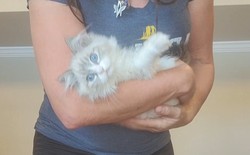 ragdoll kitten Lucas