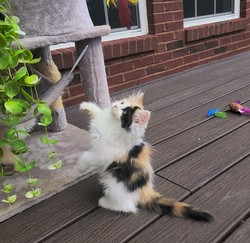 ragdoll kitten Blossom