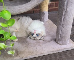 ragdoll kitten Lucas