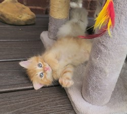 ragdoll kitten Red Tabby Boy
