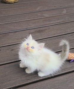 ragdoll kitten Marbles