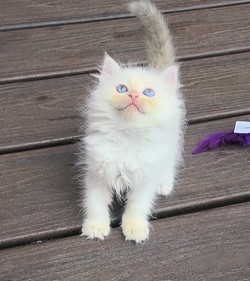 ragdoll kitten Marbles