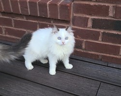 ragdoll kitten Pickles