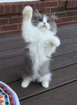 ragdoll kitten Chuncky Monkey
