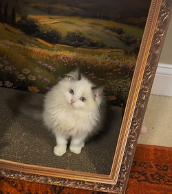 ragdoll kitten Pickles