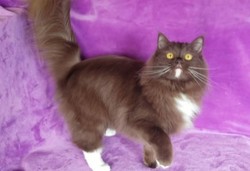 ragdoll kitten Ramona