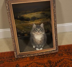 ragdoll kitten Moose Tracks