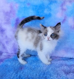 ragdoll kitten Pip Squeak