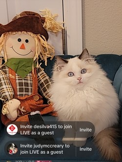 ragdoll kitten Pickles