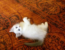 ragdoll kitten Bluebell