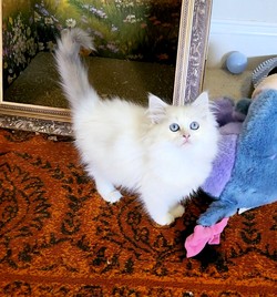 ragdoll kitten Marbles