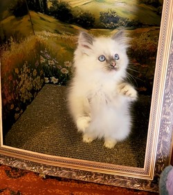 ragdoll kitten Blue Bonnet