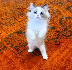 ragdoll kitten Pip Squeak