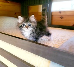 ragdoll kitten Penny