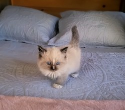 ragdoll kitten Sawyer