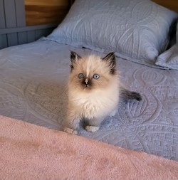 ragdoll kitten Sawyer