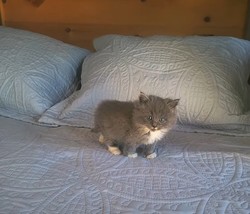 ragdoll kitten Cosmos