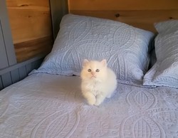 ragdoll kitten Ruby