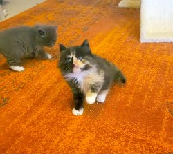 ragdoll kitten Cashmere 