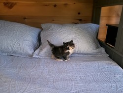 ragdoll kitten Cashmere 