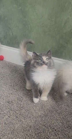 ragdoll kitten Grumble