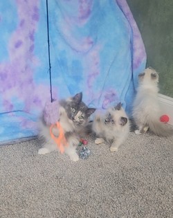 ragdoll kitten Grumble