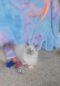 ragdoll kitten Blue Bonnet 