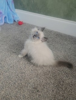 ragdoll kitten Nicholas