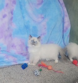 ragdoll kitten Blue Bonnet 