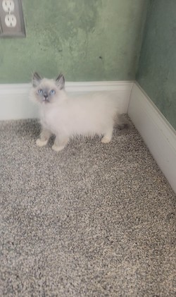 ragdoll kitten Nicholas